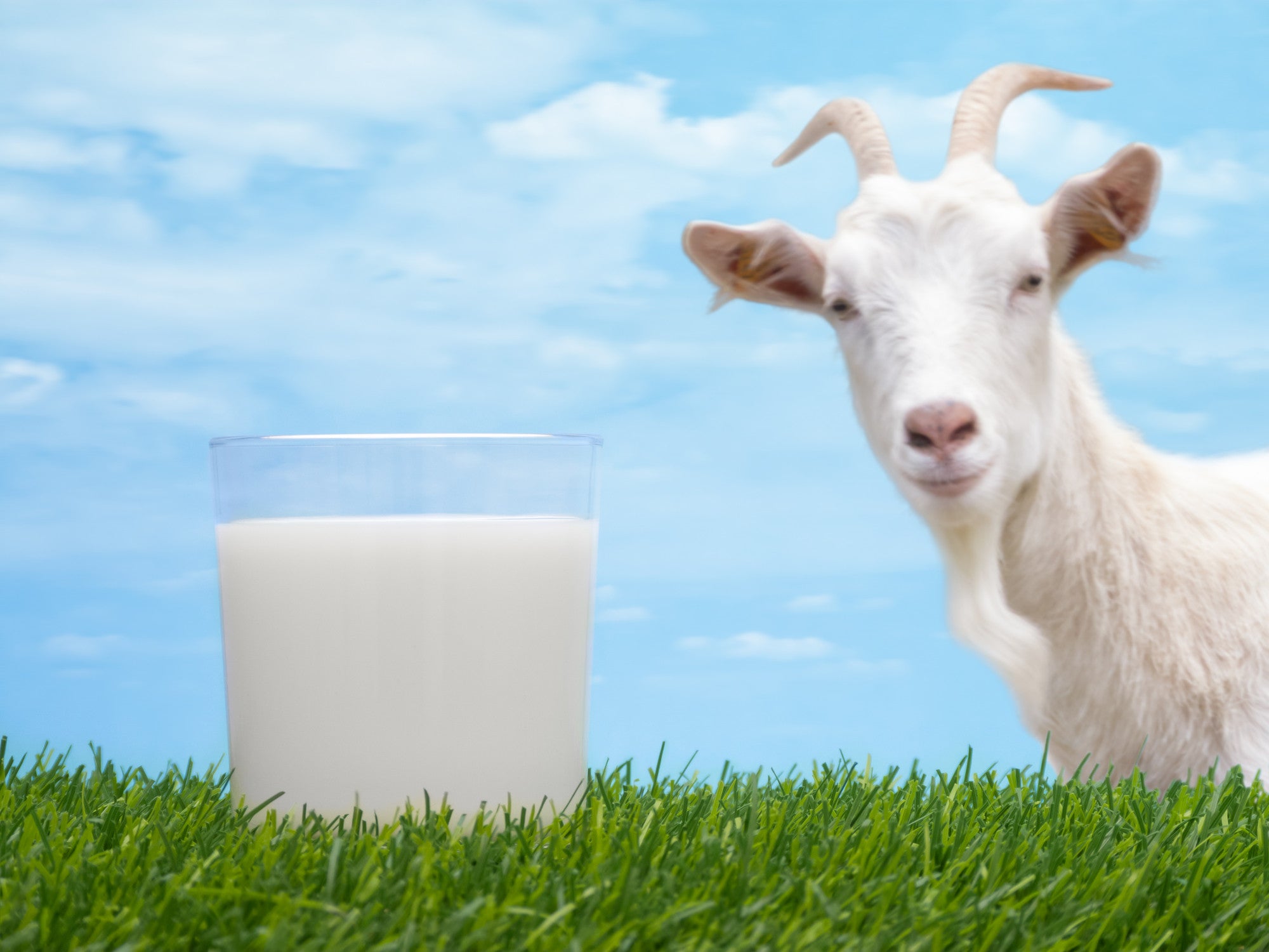 Benefits of Goats Milk